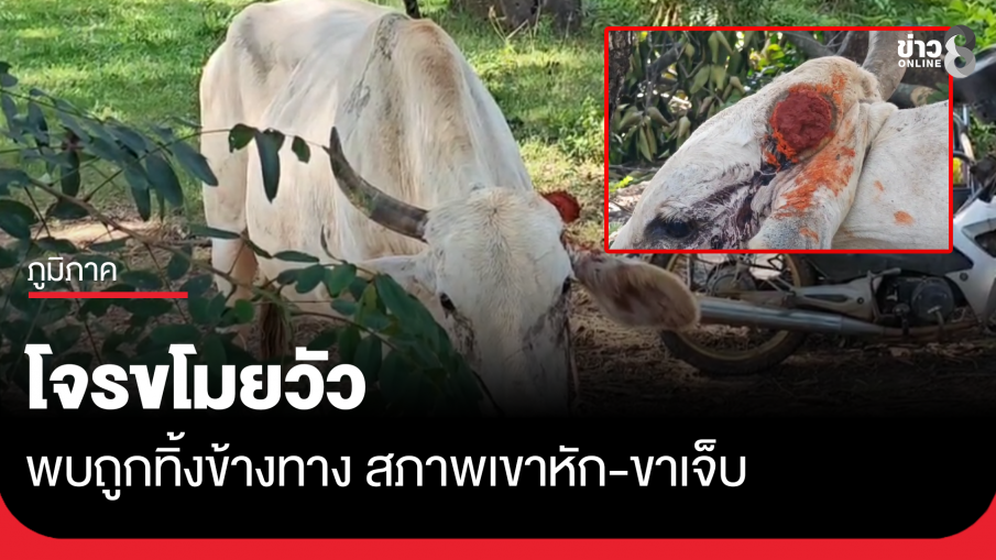 โจรขโมยวัว พบถูกทิ้งข้างทาง สภาพเขาหัก ขาเจ็บ