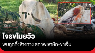 โจรขโมยวัว พบถูกทิ้งข้างทาง สภาพเขาหัก ขาเจ็บ