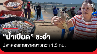 "น้ำเบียด" ชะอำ ปลาลอยเกยหาดยาวกว่า 1.5 กม.