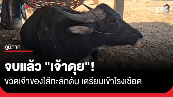จบแล้ว "เจ้าดุย"! ขวิดเจ้าของไส้ทะลักดับ เตรียมเข้าโรงเชือด