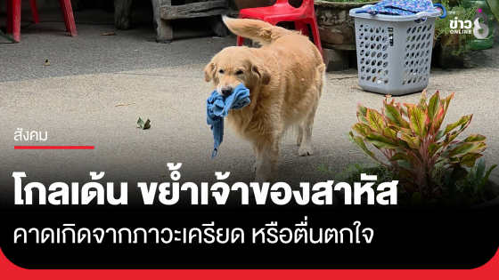 สุนัขโกลเด้นฯ เครียดขย้ำเจ้าของสาหัส