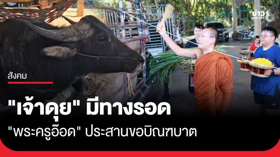 คุณพระช่วย! "พระครูอ๊อด" ขอบิณฑบาต ไถ่ชีวิต "เจ้าดุย" ควายขวิดเจ้าของดับ
